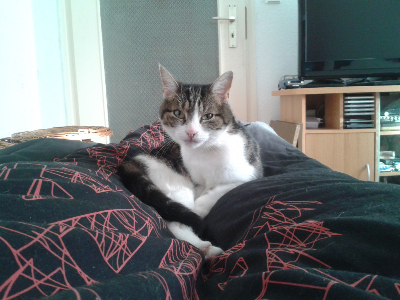 2015-02-21 15.08.02.jpg (1.32 MiB) 42632 mal betrachtet Katze Kitty auf der Atari Bettwäsche